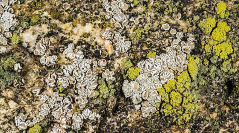 Belgische Klimaresilienz