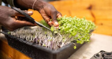 urbane Landbau Innovationen