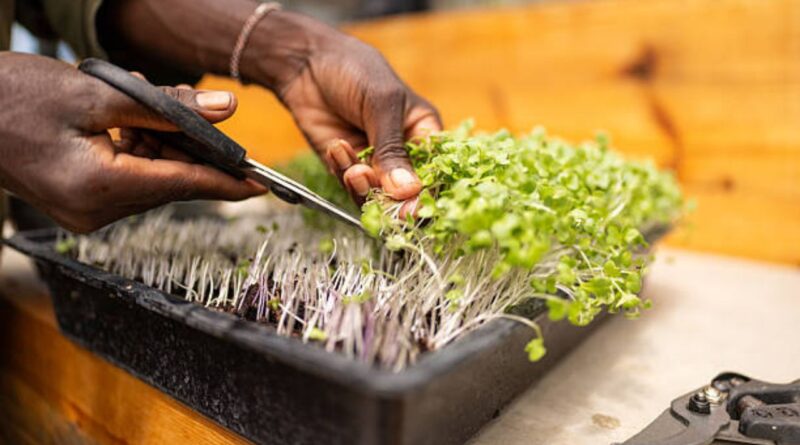 urbane Landbau Innovationen