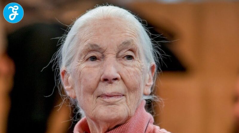 Jane Goodall stirbt mit 91